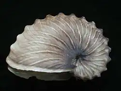 Раковина самки A. hians