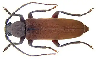 Arhopalus rusticus