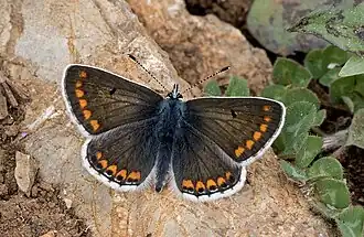 Голубянка изменчивая