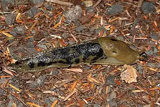 Ariolimax columbianus