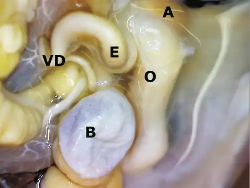 Половая система Arion vulgaris: виден небольшой и короткий атриум (A) и длинный дистальный отдел яйцевода (O). E — эпифаллус; VD — семяпровод; B — семяприёмник