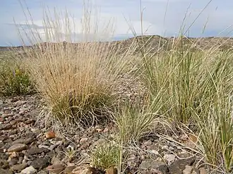 Aristida purpurea