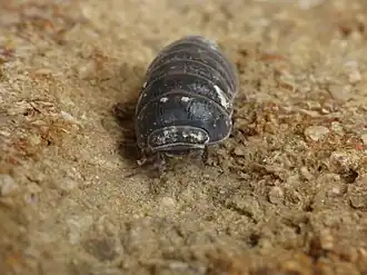 Armadillo officinalis