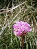 Армерия альпийская (Armeria alpina)