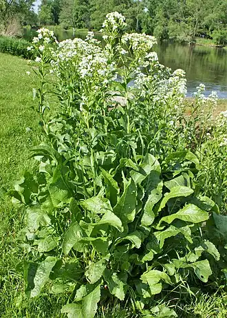 Хрен обыкновенный