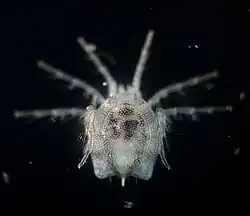 Arrenurus fimbriatus