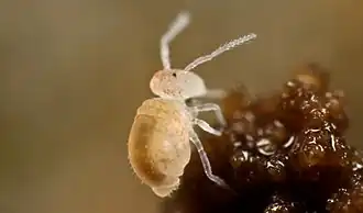 Arrhopalites pygmaeus