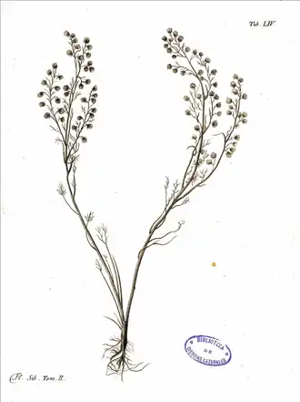 Ботаническая иллюстрация из второго тома книги Гмелина «Flora Sibirica», 1748