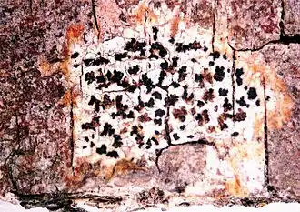 Артония лучистая (Arthonia radiata)