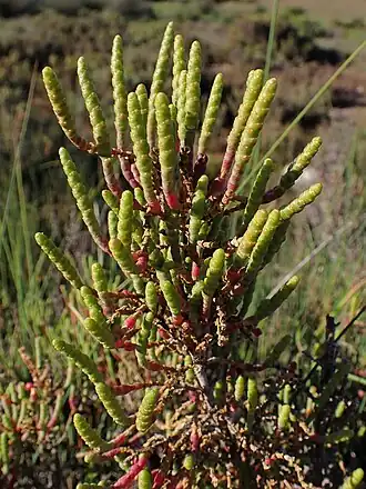 Arthrocnemum macrostachyum