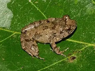 Камерунская пискунья