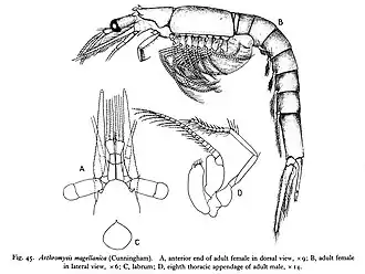 Arthromysis magellanica