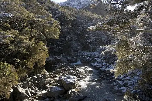 Июнь в парке