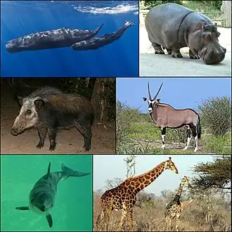 1-й ряд: кашалоты и обыкновенный бегемот2-й ряд: кустарниковая свинья и орикс3-й ряд: морская свинья и жирафы