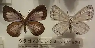 Зефир Прайера