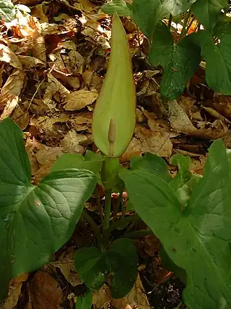 Общий вид цветущего растения