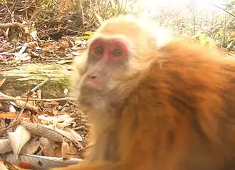 Снимок 2013 г. Штат Ассам, Индия.