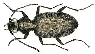 Asaphidion caraboides