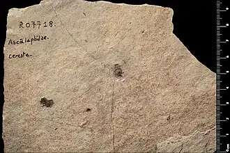 Ascaloptynx oligocenicus