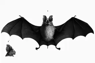 Обыкновенный трезубценос