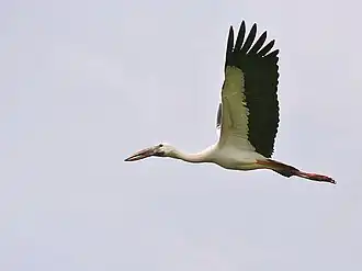 Индийский аист-разиня (Anastomus oscitans)