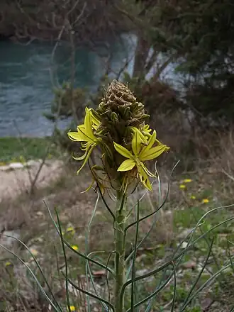Асфоделина жёлтая