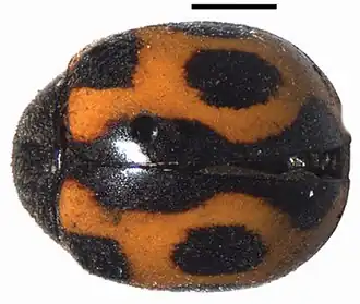 Длина отрезка 1 мм