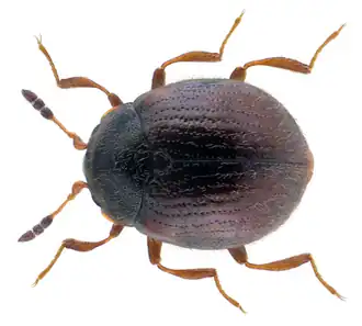 Aspidiphorus orbiculatus