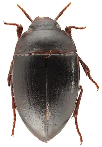 Aspidytidae