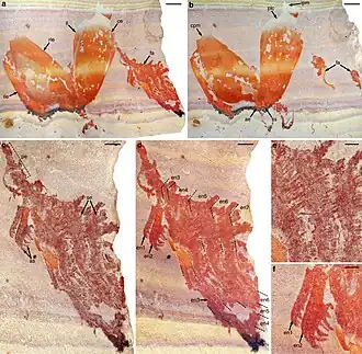 Окаменелые образцы Pahvantia hastata