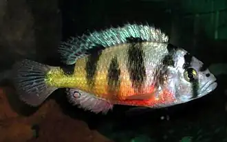 Astatotilapia latifasciata