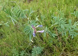Астрагал песчаный