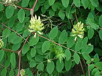 Общий вид цветущего растения