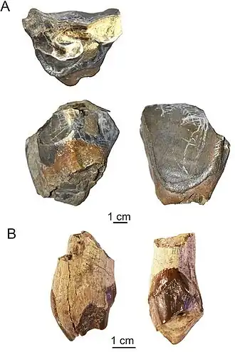 Astrapothericulus iheringi: A. CPJLO 055, изолированный левый верхний второй моляр (M2) в окклюзионной, внутренне и наружной проекциях; B. SGO.PV. 22.260, изолированный правый третий верхний премоляр (P3) в передней и внутренней проекциях.
