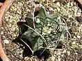 Astrophytum capricorne var. crassispinum