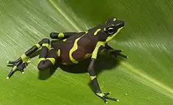 Atelopus limosus