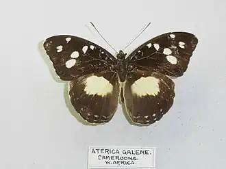 Aterica galene