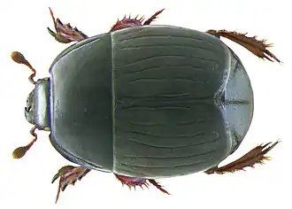 Atholus duodecimstriatus