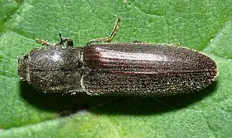 Athous haemorrhoidalis