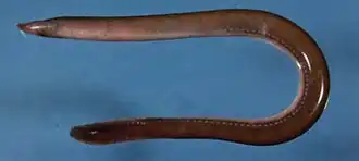 Атлантическая миксина (Myxine glutinosa)