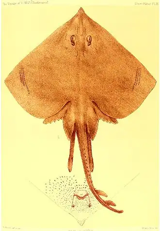 Иллюстрация, сопровождавшая первое научное описание вида (1880)