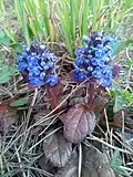 Живучка ползучая (Ajuga reptans)