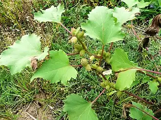 Дурнишник обыкновенный