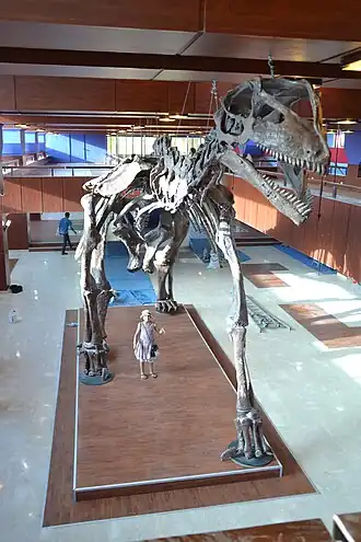 Скелет в Рабате, Марокко