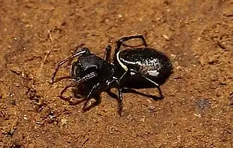 Atomosphyrus tristiculus