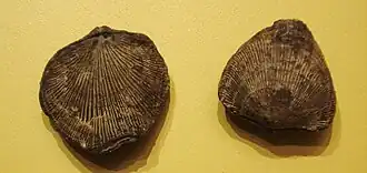 Ископаемые раковины Atrypa sp.