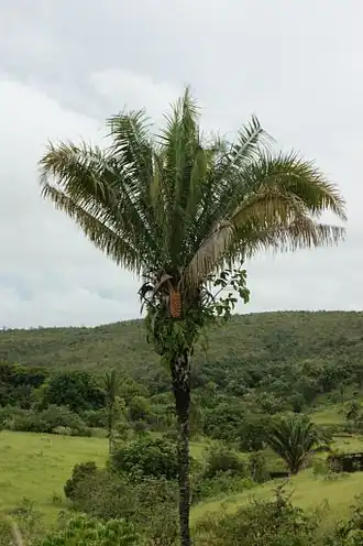 Attalea brasiliensis