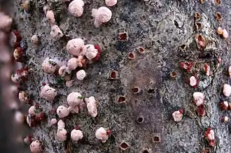 Перитеции телеоморфы на строме (красно-коричневые) и спородохии анаморфы (бледно-розовые)