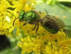 Augochloropsis metallica самка