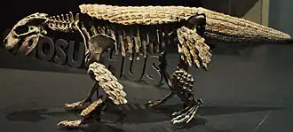 Реконструкция скелета Simosuchus clarki